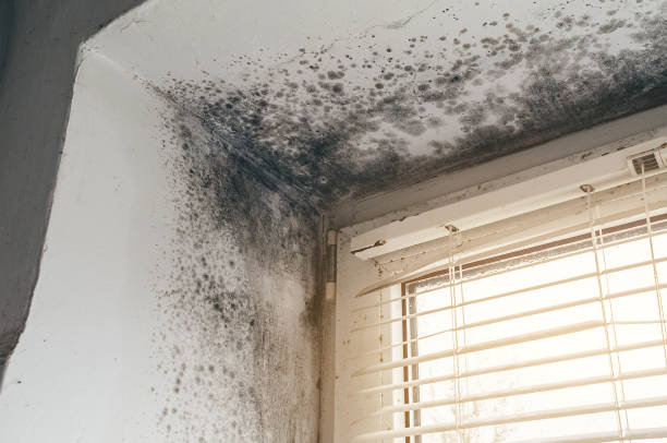 Affordable Hvac And Air Duct Mold Remediation solutions in Clear Brook, VA